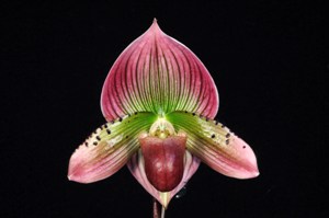 Paphiopedilum Excitingly Wood Pink Hazy HCC/AOS 76 pts.
